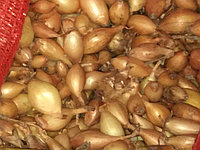 Лук  севок  Голландия